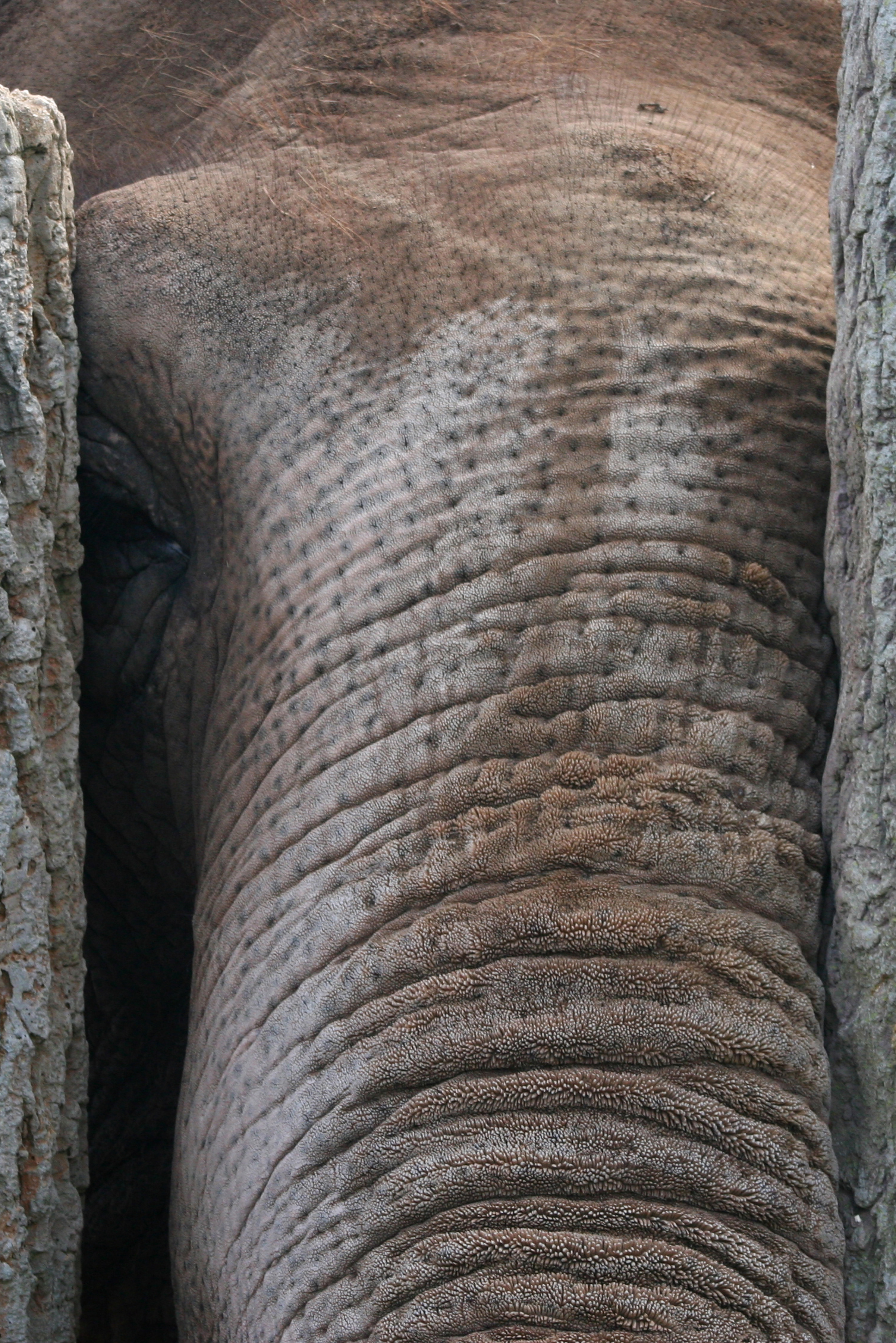 Indian Elephant - Chester Zoo