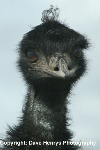 Emu - Knowsley Safari Park