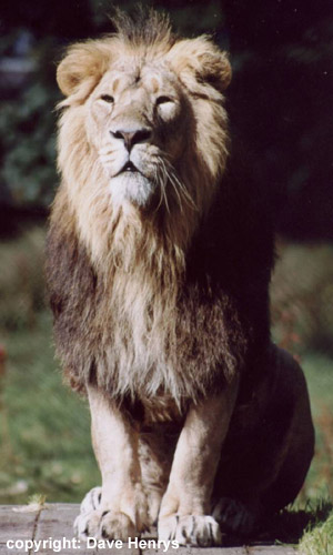 Asiatic Lion - Chester Zoo