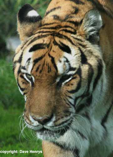 Amur Tiger - Chester Zoo