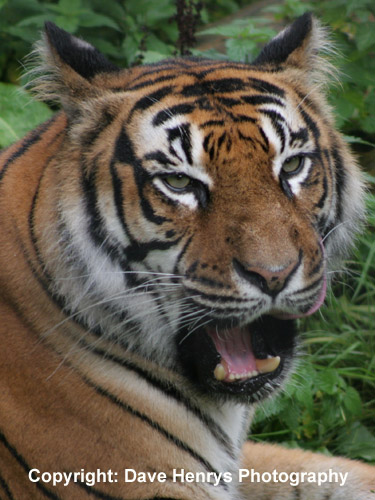 Sumatran Tiger - Chester Zoo